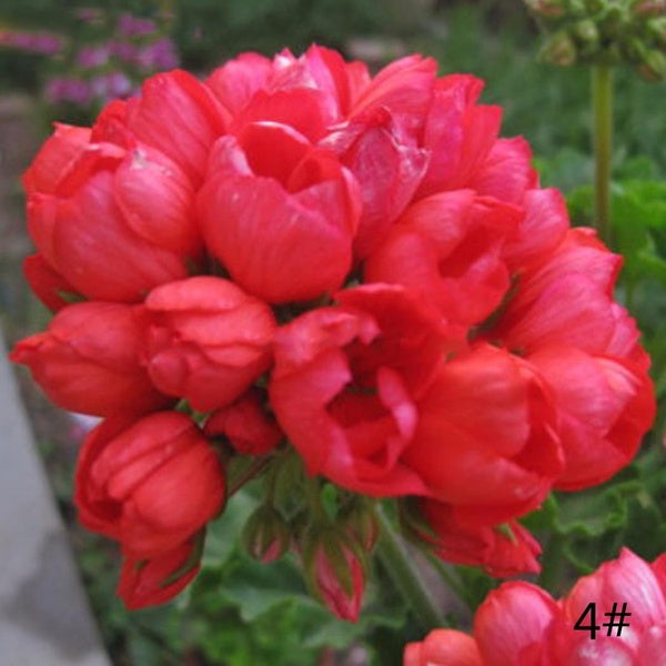 Egrow 20Pcs/Pack Geranium Seeds Pelargonium Flower Seeds Garden Potted Plants