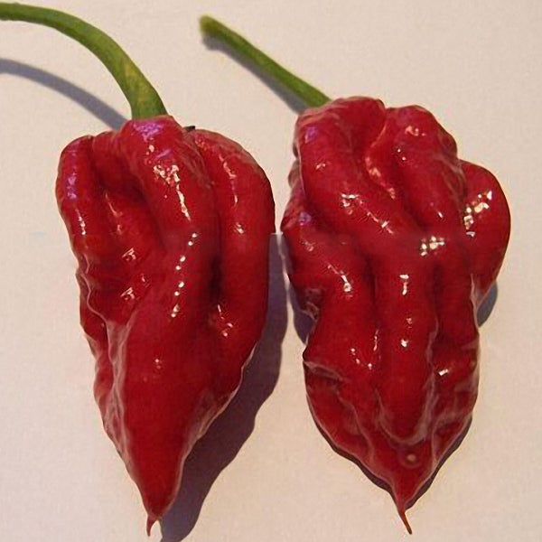 Egrow 100Pcs/Bag Devil Pepper Seeds Devil PeppBonsai World's Hottest Pepper Houseplants Edible Seeds