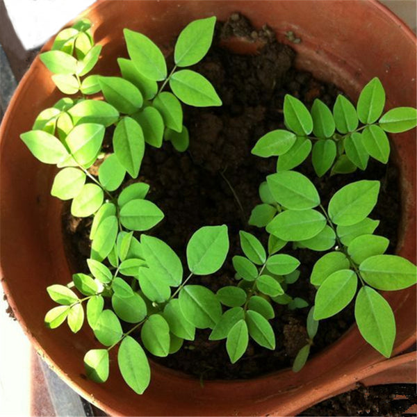 Egrow 40 Pcs/Pack Scented Rosewood Seeds Rare Scented Rosewood Tree Semente Plant Dalbergia Odorifera