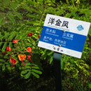 Egrow 20Pcs/Pack Caesalpinia Seeds Caesalpinia Pulcherrima Tree For Home Garden Decoration