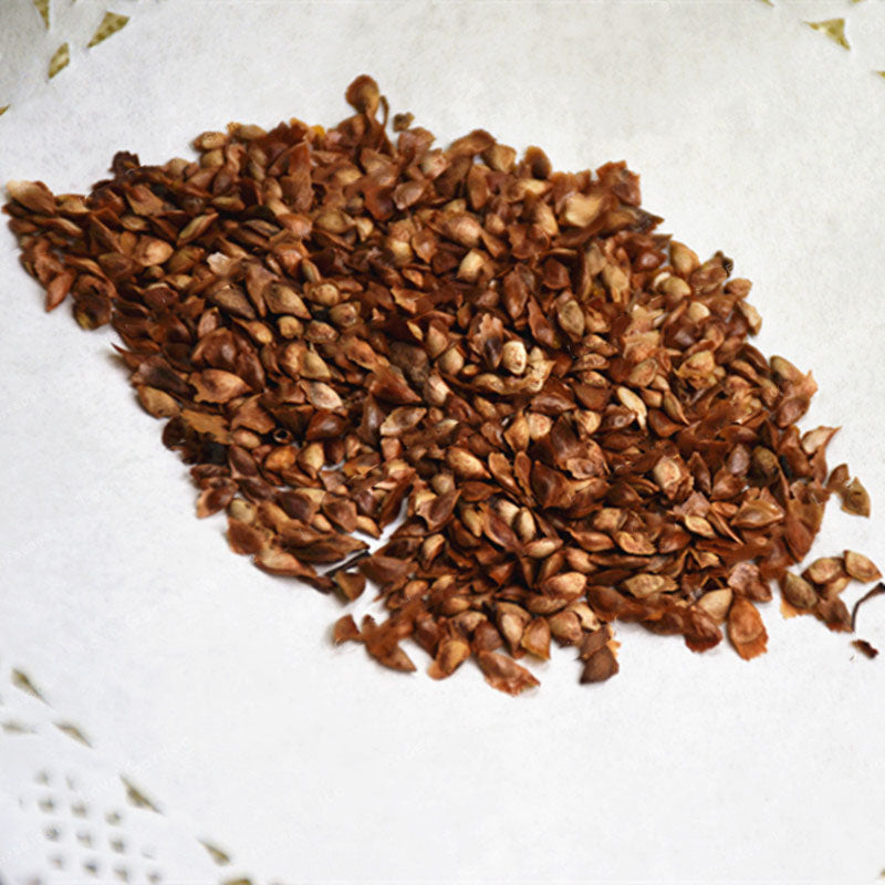 Egrow 50PCS/Pack Pine Seeds Bonsai Larch Pine Tree Plants For Home Garden Potted Perennial Larix Tree Plant In Flower Pot Fast Growing Tree