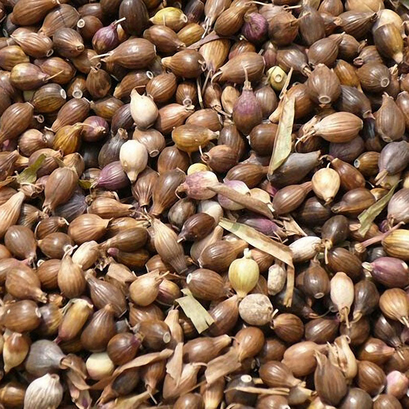 Egrow 30Pcs/Bag Coix Seeds Chinese Pearl Barley Coix Chinensis Seeds Adlay Coixseed Job's Tears Seed