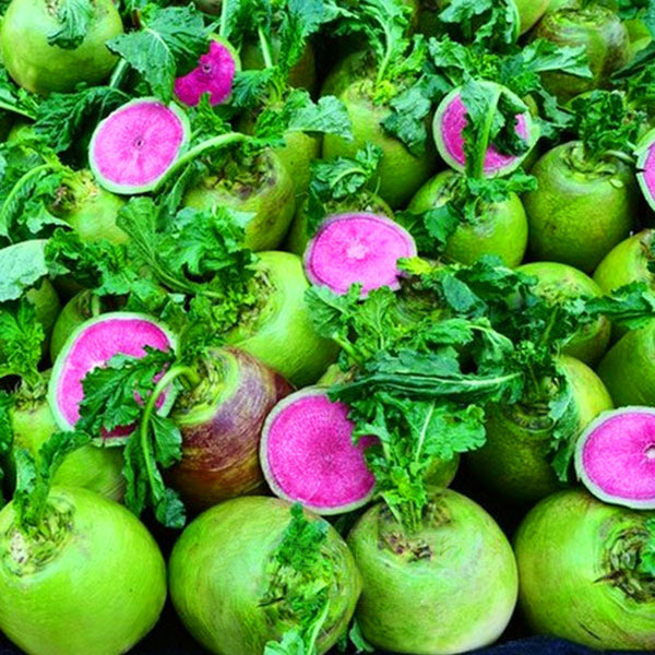 Egrow 50 Pcs/Pack Purple Radish Seeds Red Radish Fruit And Vegetable Bonsai Xinlimei Binsai Garden Plant