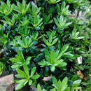 Egrow 40 Pcs/Pack Podocarpus Seeds Podocarpus Macrophyllus Tree Plant Home Garden Plant