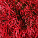 Fish Aquarium Ceramic Base Ball Shape Red Artificial Aquatic Plant Grass M5V1