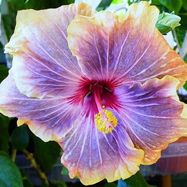Egrow 50Pcs/Pack Giant Hibiscus Flower Seeds Garden & Home Perennial Potted Plants Flowers