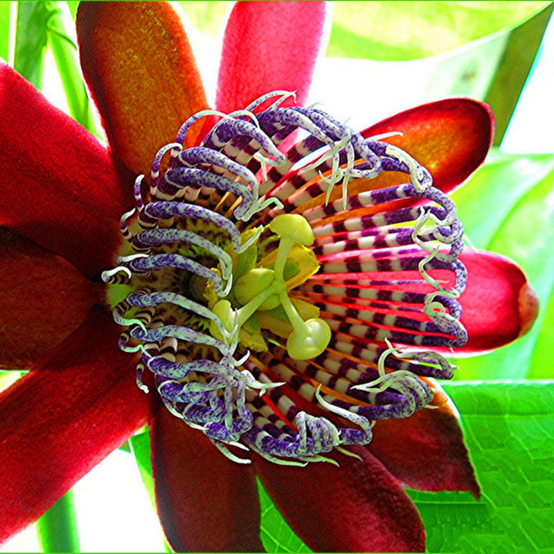 Egrow 100Pcs/Pack Passiflora Seeds Flower Flores Vine Fruit Passiflora Bonsai Plant Plantas DIY Home Garden