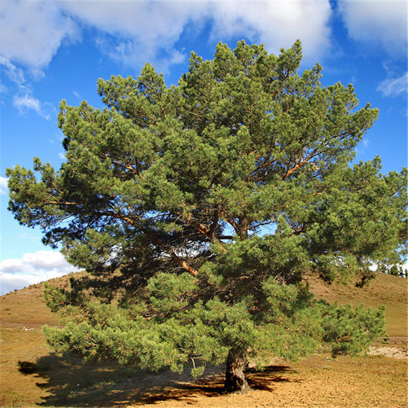 Egrow 30 Pcs/Pack Sylvestris Tree Seeds Pinus Sylvestris Tree Semente Plant Chinese Pinus Tree