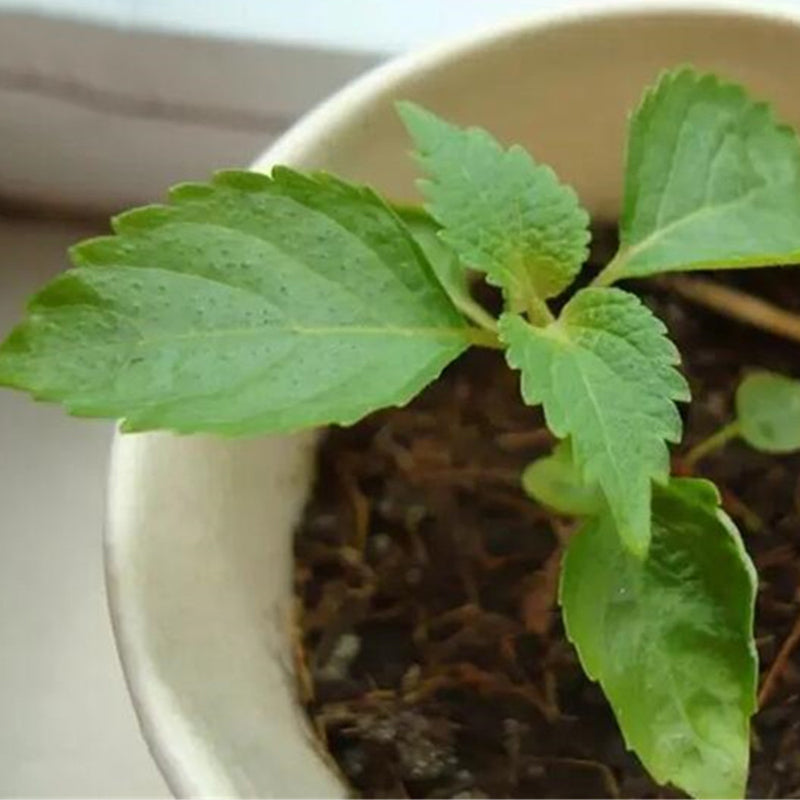 Egrow 150 Pcs/Pack Perilla Seeds Vegetables Seeds Wild Vegetable Green Leaf Basil For Home Garden Plant