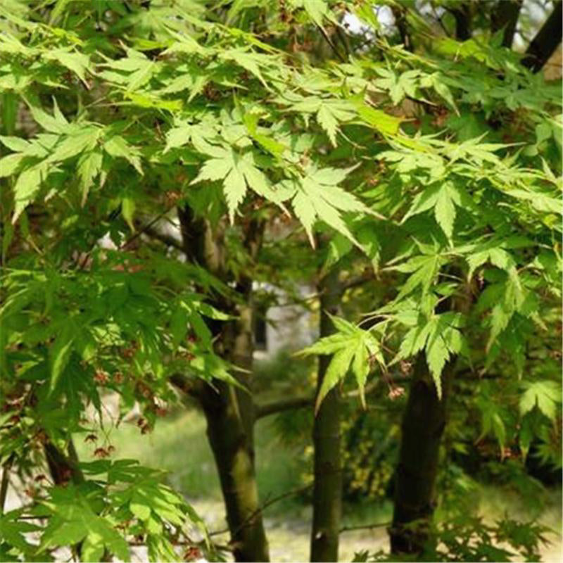 Egrow 100 Pcs/Pack Green Maple Tree Seeds Green Leaf Maple Tree Semente Plant Palmatum Tree For Chinese Maple