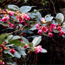 Egrow 30 Pcs/Pack Rhodoleia Championii Tree Seeds Rhodoleia Championii Tree Flower Seeds