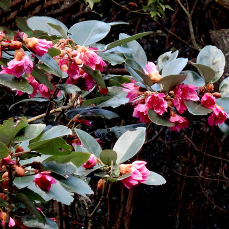 Egrow 30 Pcs/Pack Rhodoleia Championii Tree Seeds Rhodoleia Championii Tree Flower Seeds