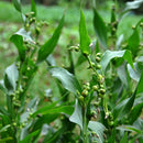 Egrow 30Pcs/Bag Coix Seeds Chinese Pearl Barley Coix Chinensis Seeds Adlay Coixseed Job's Tears Seed