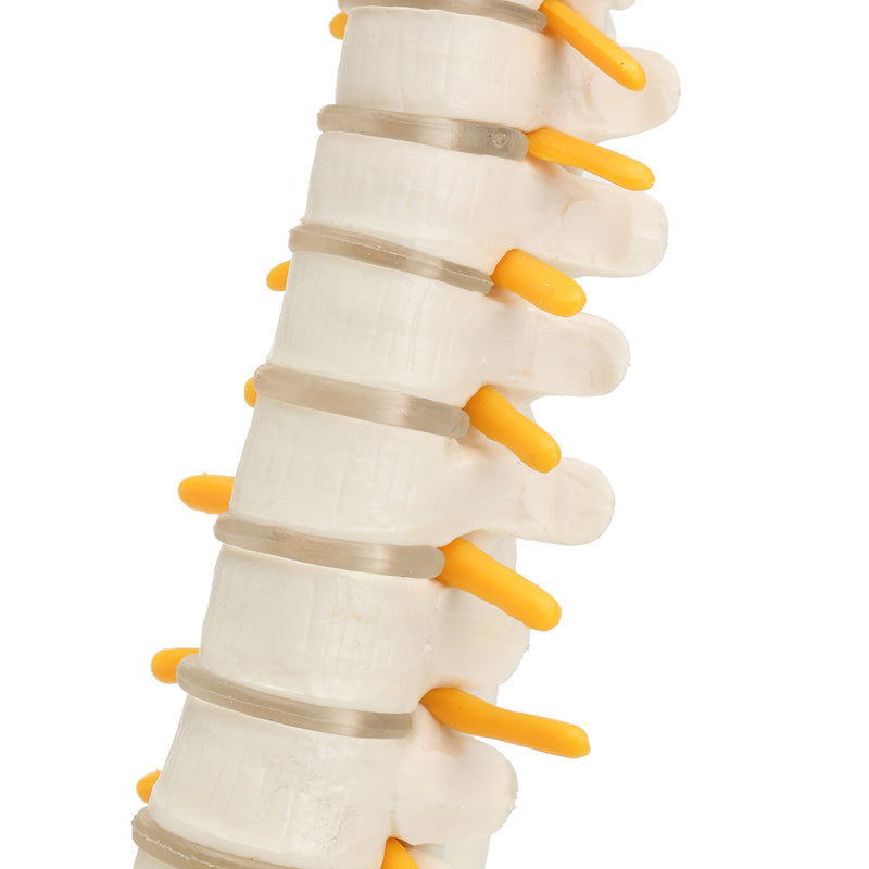 Spine Anatomical Model With Pelvis Femur Heads 1/2 Life Size Lab Equipment Detailed Vertebral Column Human Mould