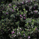 Egrow 50 Pcs/Pack Rhodomyrtus Tomentosa Seeds Rhodomyrtus Tomentosa Tree Semente Plant Rhodomyrtus Tomentosa