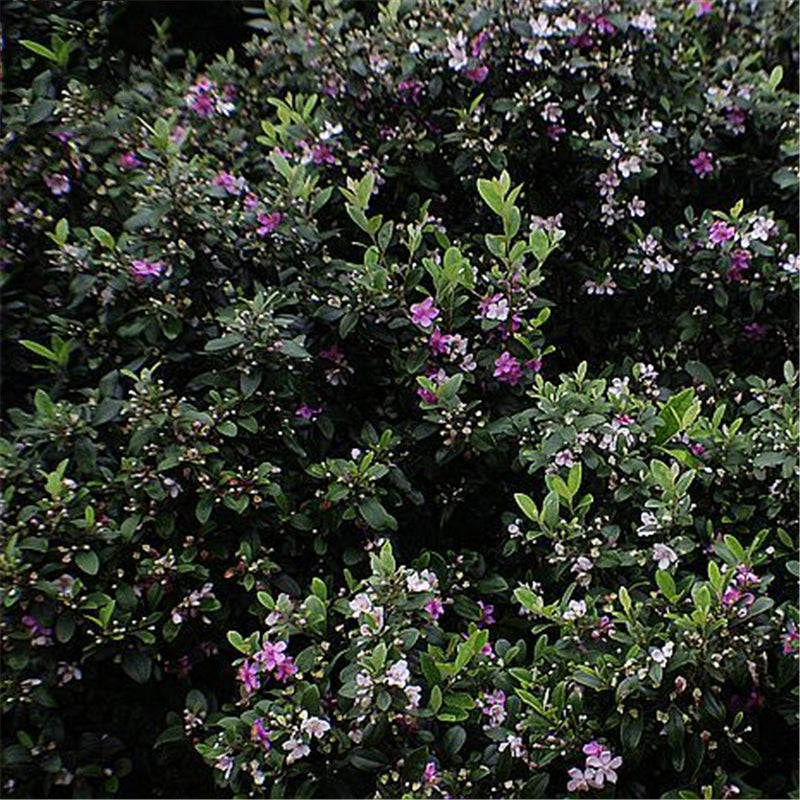 Egrow 50 Pcs/Pack Rhodomyrtus Tomentosa Seeds Rhodomyrtus Tomentosa Tree Semente Plant Rhodomyrtus Tomentosa