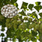 Egrow 5 Pcs/Pack Ginkgo Biloba Seeds Rare Maidenhair Tree Seed Strong Adaptability Garden Fruit Tree