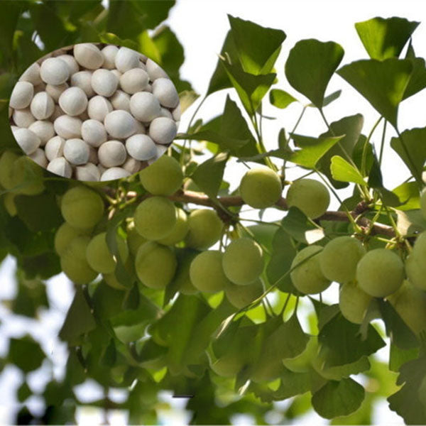 Egrow 5 Pcs/Pack Ginkgo Biloba Seeds Rare Maidenhair Tree Seed Strong Adaptability Garden Fruit Tree