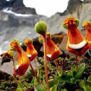 Egrow 30Pcs/Pack Calceolaria Uniflora Flower Seeds Rare Alpine Vegetation Seeds