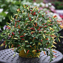 Egrow 100Pcs/Pack Pepper Seeds Hot Chilli Pepper Capsicum Vegetable Bonsai Plants for Home And Garden
