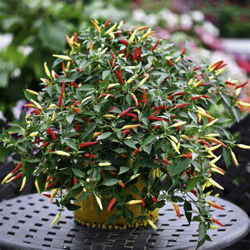 Egrow 100Pcs/Pack Pepper Seeds Hot Chilli Pepper Capsicum Vegetable Bonsai Plants for Home And Garden
