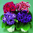 Egrow 100PCS/Pack Gloxinia Seeds 9 Colors Gloxinia Garden Perennial Flowering Plants Sinningia Speciosa Bonsai