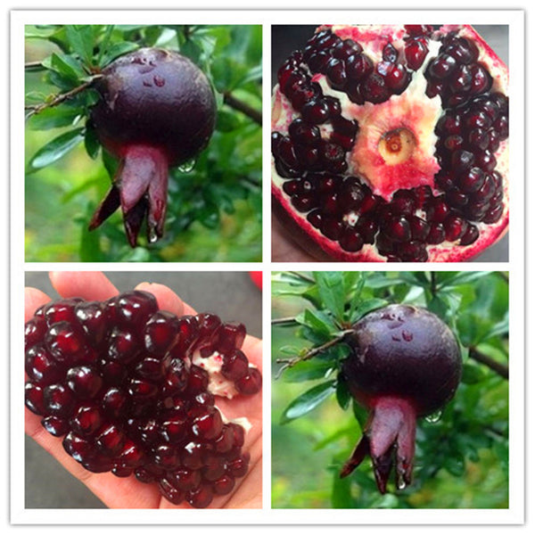 Egrow 30Pcs/Pack Black Pomegranate Seeds Home Garden Delicious Fruit Tree Bonsai Seeds