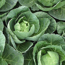 Egrow 100Pcs/Pack Giant Cabbage Seeds Organic Vitamin Vegetables Seeds Courtyard Plants