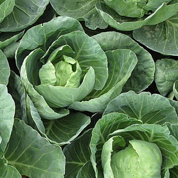 Egrow 100Pcs/Pack Giant Cabbage Seeds Organic Vitamin Vegetables Seeds Courtyard Plants