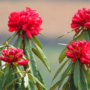 Egrow 50 Pcs/Pack Rhododendron Delavayi Seeds Rhododendron Delavayi Plant Rhododendron Delavayi Tree
