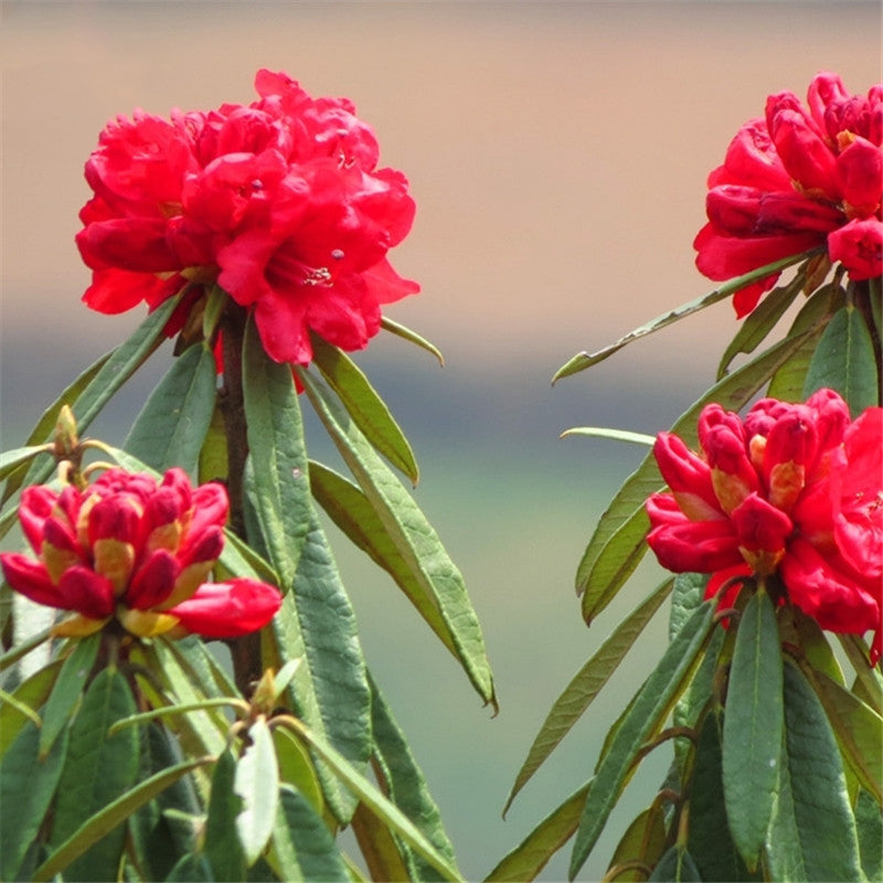 Egrow 50 Pcs/Pack Rhododendron Delavayi Seeds Rhododendron Delavayi Plant Rhododendron Delavayi Tree