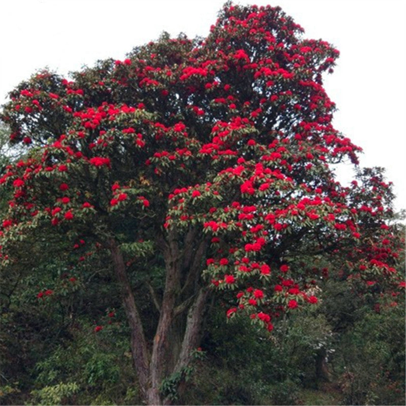 Egrow 50 Pcs/Pack Rhododendron Delavayi Seeds Rhododendron Delavayi Plant Rhododendron Delavayi Tree