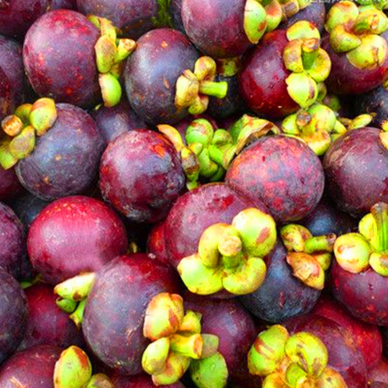 Egrow 50Pcs/Pack Mangosteen Seeds Tropical Sour Sweet Fruit Seeds Garden Plants Tree Bonsai