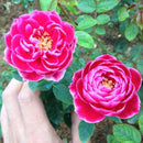 Egrow 200Pcs/Pack Diamond Rose Seeds Garden Bonsai Planting Flower Plants
