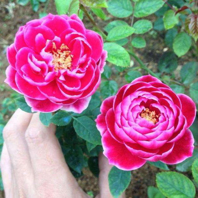 Egrow 200Pcs/Pack Diamond Rose Seeds Garden Bonsai Planting Flower Plants