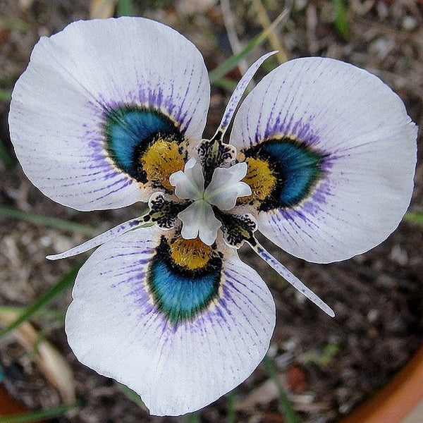 Egrow 40Pcs/Bag Blue Eyes Moraea Seeds Moraea Iridioides Flower Seeds Exotic Garden Bonsai Plants
