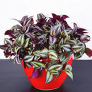 Egrow 100Pcs/Pack Zebrina Seeds Garden Indoor Pendula Schnizl Plants Potted Grass Seeds