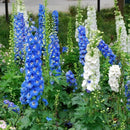 Egrow 100Pcs Delphinium Grandiflorum Flower Seeds Home Gardening Bonsai Garden Decor