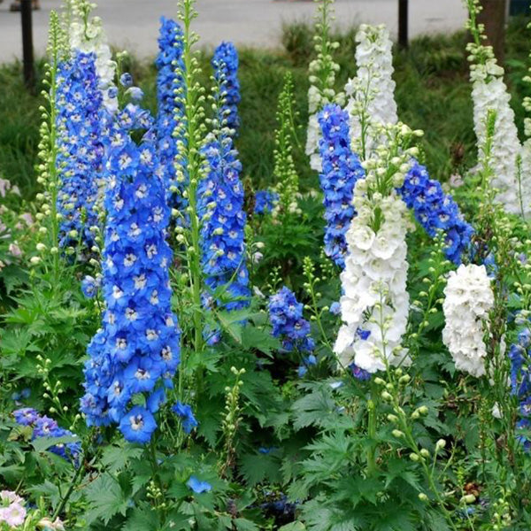 Egrow 100Pcs Delphinium Grandiflorum Flower Seeds Home Gardening Bonsai Garden Decor
