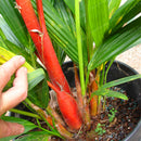 Egrow 100 Pcs/Pack Palm Seeds Lipstick Palm Cyrtostachys Renda Tree Red Sealing Wax Palm Bonsai Pot Plant For Home Garden Bonsai