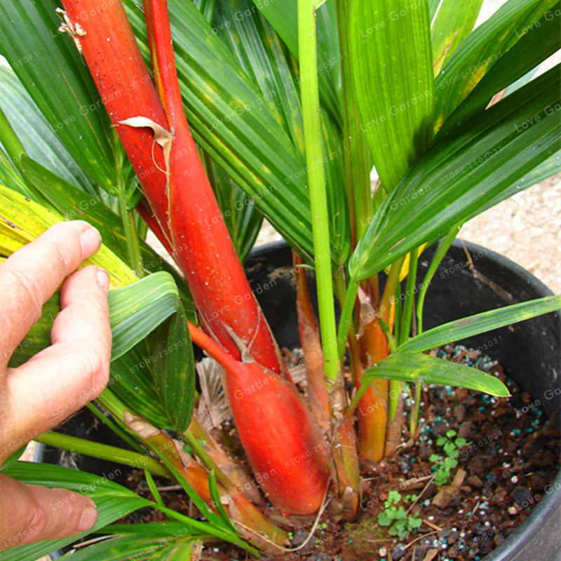 Egrow 100 Pcs/Pack Palm Seeds Lipstick Palm Cyrtostachys Renda Tree Red Sealing Wax Palm Bonsai Pot Plant For Home Garden Bonsai