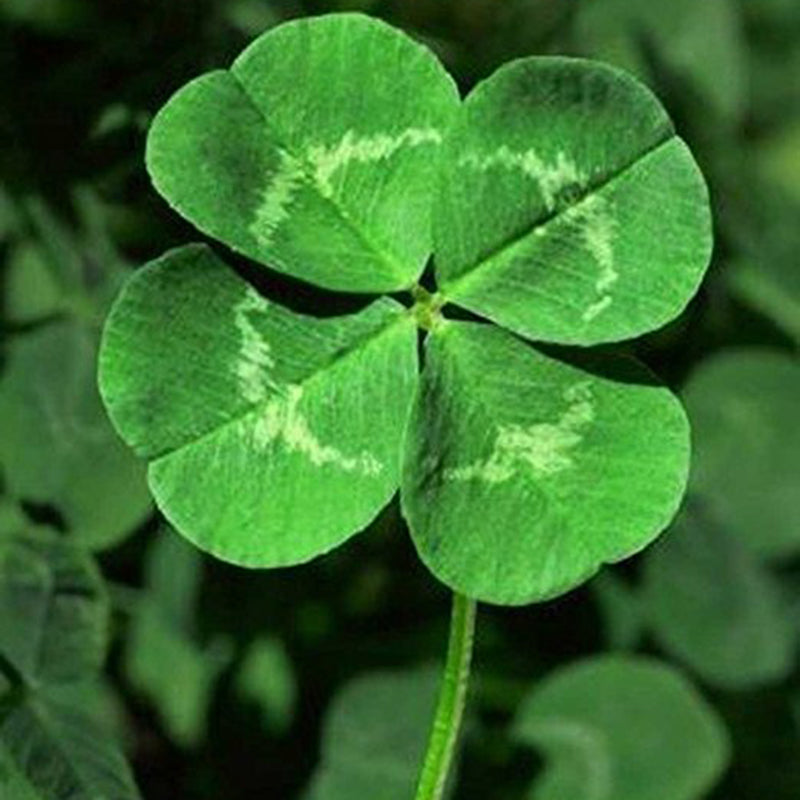 Egrow 200PCS/Pack Four Leaf Seeds Bonsai Seedsplant Green Plants Bonsai Four Leaf Clover Bonsai Decor