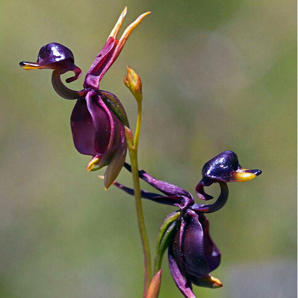 Egrow 100Pcs/Pack Caleana Major Flying Duck Orchid Seeds Garden Potted Decor Flowers Plants Seeds