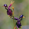 Egrow 100Pcs/Pack Caleana Major Flying Duck Orchid Seeds Garden Potted Decor Flowers Plants Seeds