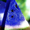 20Pcs Watermelon Multi-color Flesh Magic Garden Seeds Summer Cool Fruit Garden Farm Landscape