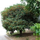 Egrow 30 Pcs/Pack Sweet Scented Osmanthus Tree Seeds Sweet Scented Osmanthus Tree