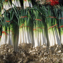 Egrow 100Pcs/Bag Green Scallion Seeds Season Vegetable Seeds Special High-yielding Vegetable Seeds