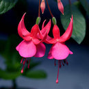 30PCS Fuchsia Hybrida Voss Seeds Potted Ornamental Plants Garden Bonsai