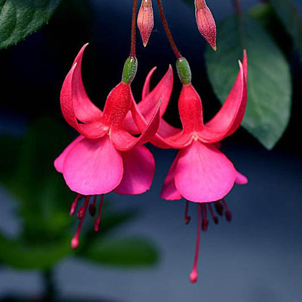 30PCS Fuchsia Hybrida Voss Seeds Potted Ornamental Plants Garden Bonsai