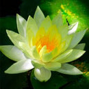Egrow Lotus Flower Seeds Aquatic Plants Bonsai Lotus Seeds Perennial Plant for Home Garden